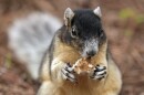 A fox squirrel eats a mushroom on the 17th hole during the second round of the Valspar Championship golf tournament Friday, March 22, 2024, at Innisbrook in Palm Harbor, Fla. (AP Photo/Chris O'Meara)