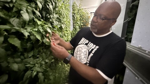 A man looks over a pepper plant inside a large hydroponic growing trailer in Seattle's Central District.