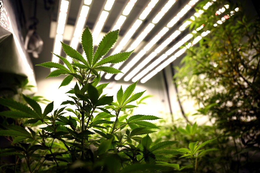 Hemp plants in the grow room of Wepa! Farms in North Haven, Conn. The CEO and founder Luis Vega, is the state’s first Latino hemp farmer.