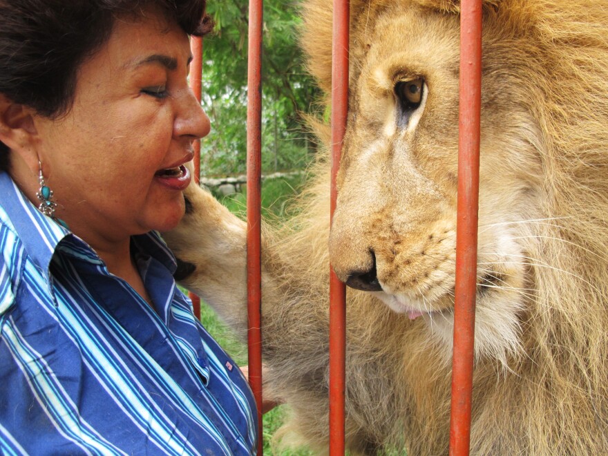 There are some 800 animals at the refuge run by Torres, but Jupiter the lion is her favorite.