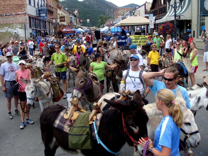 New pack burro racers in Idaho Springs, Colo., compete in this shorter course as they try their hand at the sport.