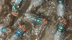 Twelve cases of New World Screwworm are active in Texas, as of July 21. Forty cases have been confirmed in the state, with one in New Mexico, since June.