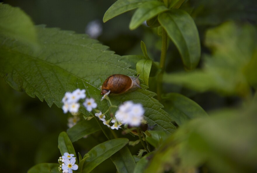 A Chittenango ovate amber snail moves about its new waterfall habitat after being released into the wild.