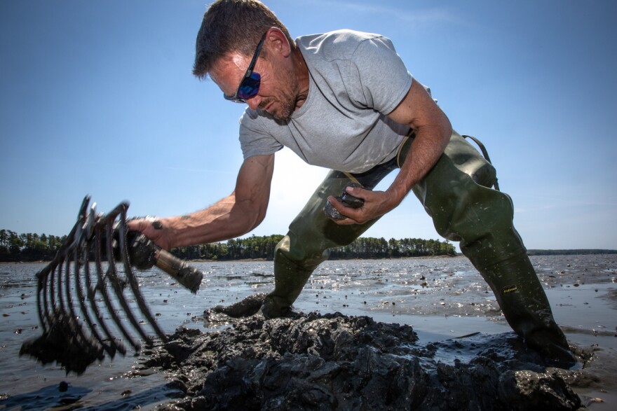 Fecal contamination fears shut down shellfish harvesting in Southern ...