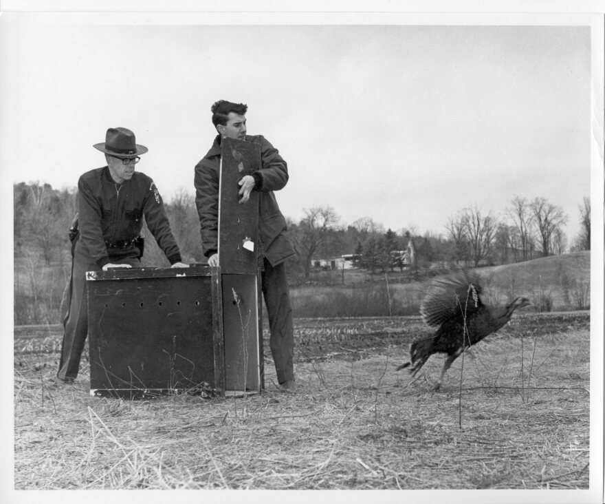 Biologist Joseph Artman (L) and outreach specialist John Hall (R) release a wild turkey in Saxtons River during the early years (1969 or 1970) of Vermont’s reintroduction of the species.