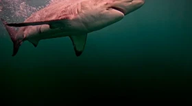 A blacktip shark lurks just beneath the waves off the coast of Rhode Island.