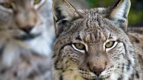 Two Iberian lynxes at a nature reserve in northern Spain. (February 2006 file photo.)