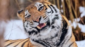 Katya, an Amur tiger born at Seneca Park Zoo in 2005, was euthanized on November 28 following her declining health.