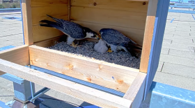 Peregrine falcons feed their chicks atop MSU's Spartan Stadium