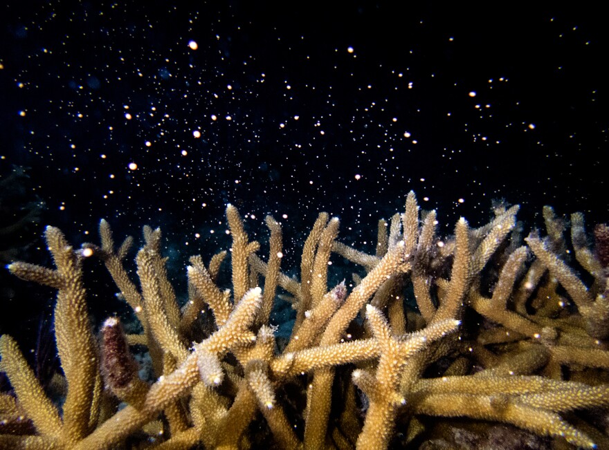 Staghorn coral rescued from a nursery off Key Biscayne ahead of a bleaching event spreading across the Keys spawned at a University of Miami Rosenstiel lab Wednesday, like the staghorn pictured spawning earlier at the lab.