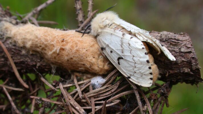 Spongy moth (Lymantria dispar) is an invasive insect in Minnesota.