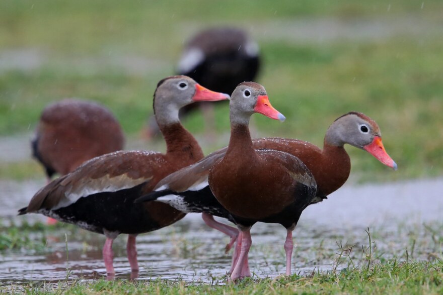 Black-bellied Whistling Duck