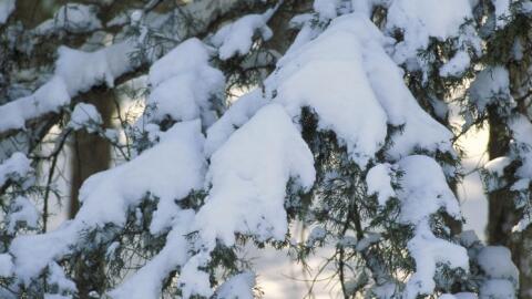 Eastern Red Cedar tree draped in snow.