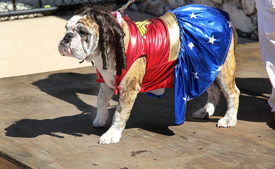 Cosmo competes in the Drool and Ghoul Howl-O-Ween costume contest dressed as Wonder Woman. Cosmo won “top dog” at the party hosted by the City of Gainesville Parks, Recreation and Cultural Affairs Department. Lauren Rowland/WUFT News