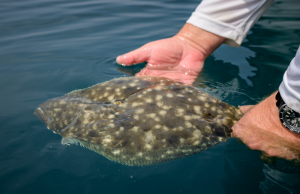 North Carolina Seeks Angler Donations for Flounder Research