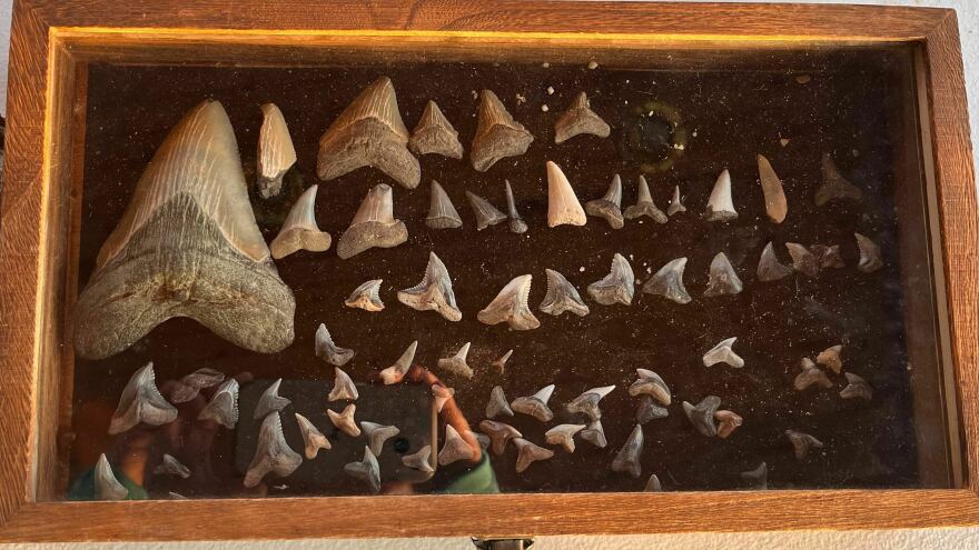 Part of Molly Sampson's shark tooth collection – including the tooth of a megalodon from some 15 million years ago (left) – sits on display on Jan. 11. Her collection contains over 400 teeth.