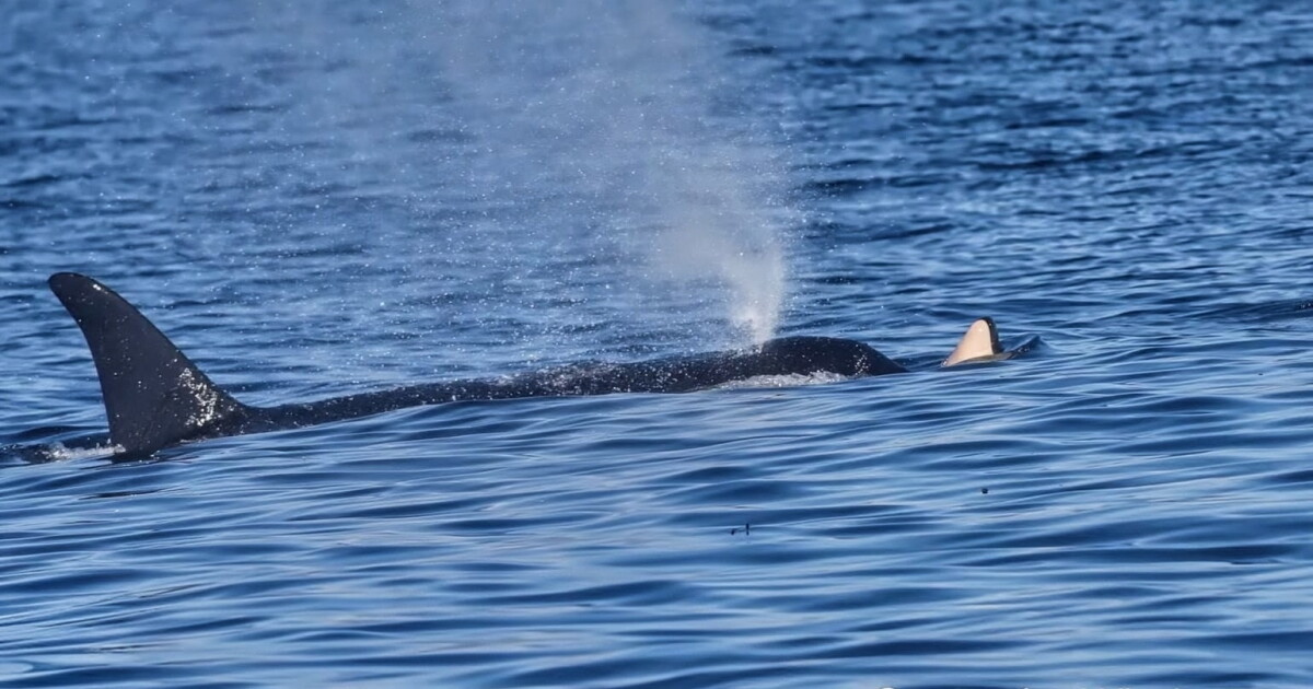 Another grieving orca mom carries dead calf on her nose off Washington state