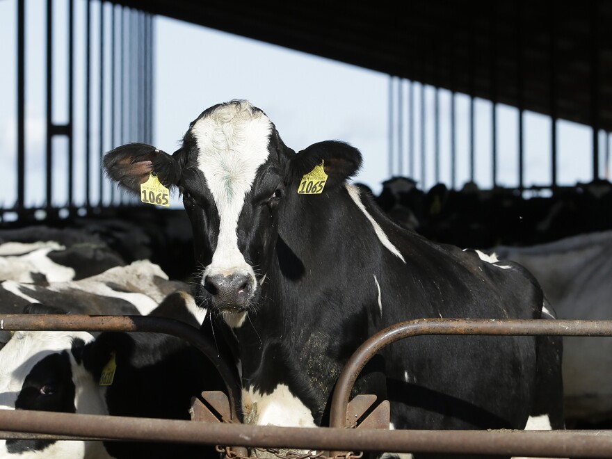 In this Wednesday, Nov. 23, 2016, photo cows are seen at the New Hope Dairy in Galt, Calif. Gov. Jerry Brown signed legislation in September that for the first time regulates heat-trapping gases from livestock operations and landfills. New Hope Dairy, which has about 1,500 cows, installed a $4 million methane digester in 2013, thanks to a state grant and a partnership with the local utility, which operates the system to generate renewable power for the grid. (AP Photo/Rich Pedroncelli)