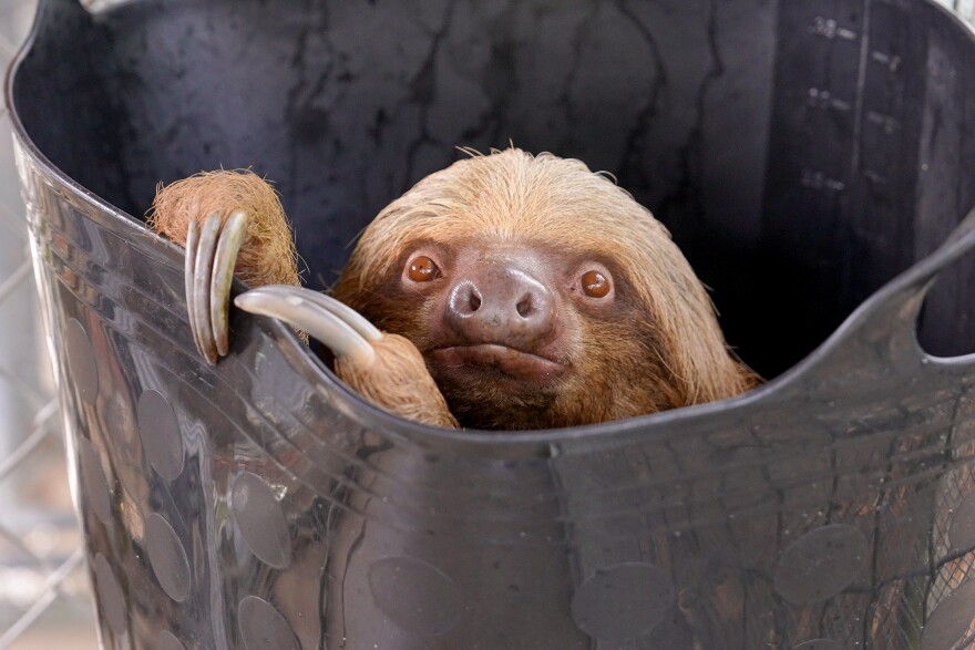 Dumpling, one of 13 sloths brought to the Central Florida Zoo & Botanical Gardens from a Sloth World warehouse, has died.