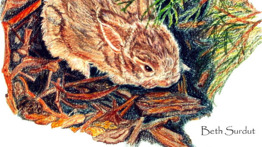 baby bunny drawing spotlight