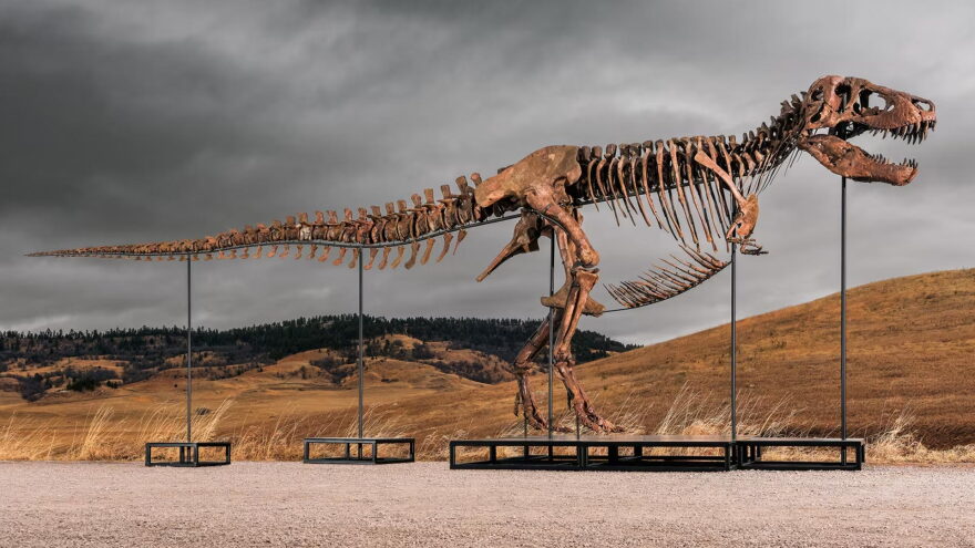 T Rex skeleton Gus