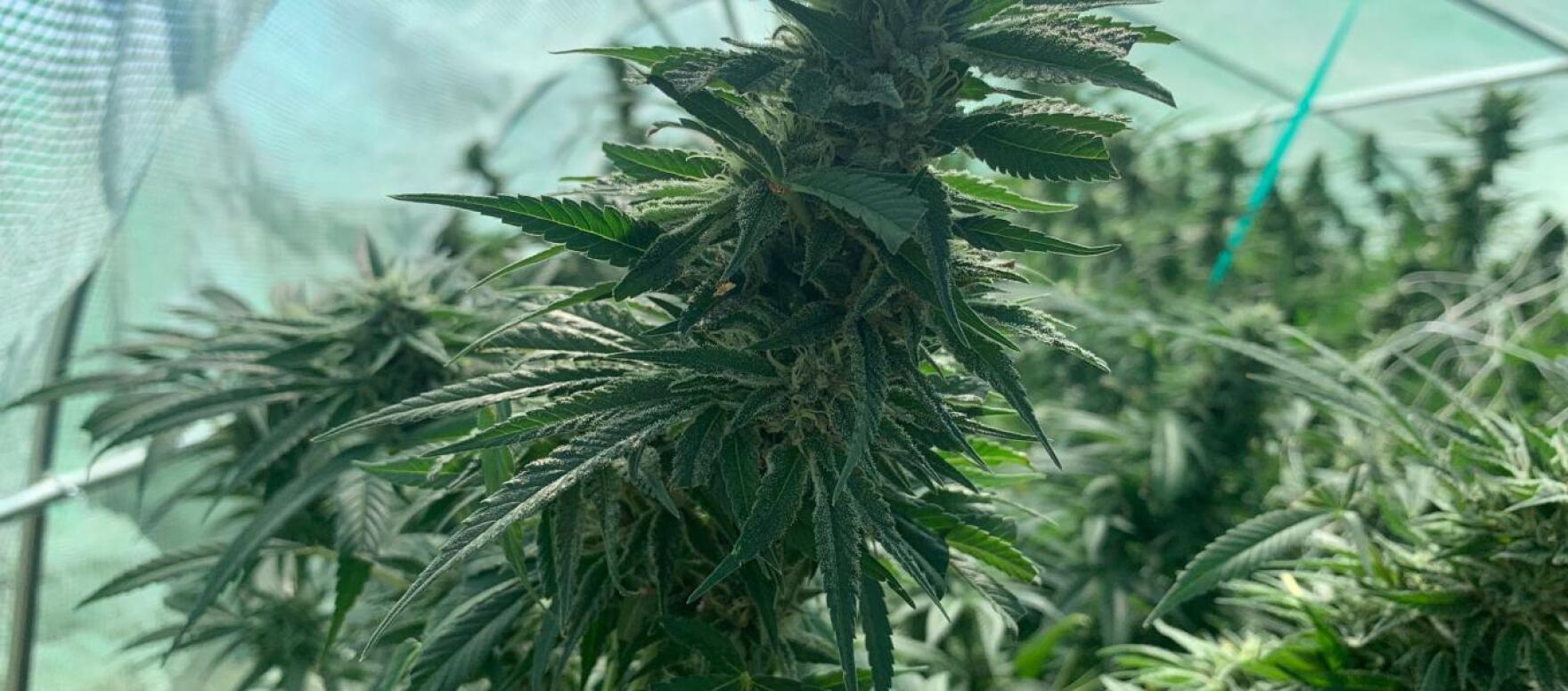 Judge Sima Patel allows Michigan #39 s 24% marijuana tax to move forward