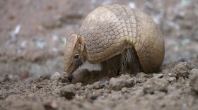 An armadillo named Ana Botafogo in honor of the Brazilian dancer stands in the Rio Zoo in Rio de Janeiro, Brazil, Wednesday, May 21, 2014.