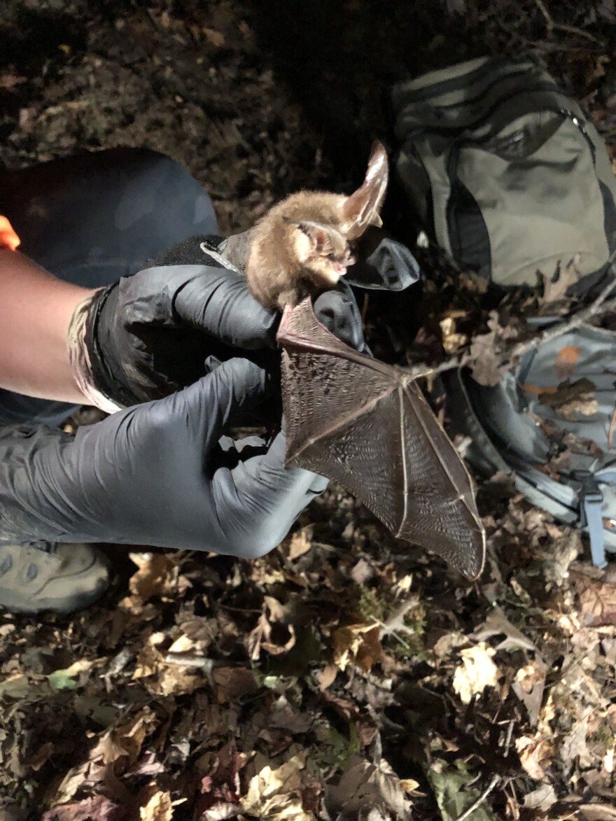 Each captured bat, including this endangered Ozark big-eared Bat is thoroughly examined and counted.