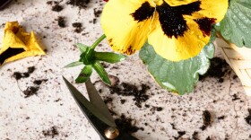 A yellow and black flower on a dirty table next to scissors