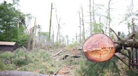 This photo, taken in 2018, shows a tiny bit of the damage to Sleeping Giant. Hundreds of downed trees have since been cleared from the park.