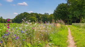 Nature-inclusive or circular and sustainable agriculture with wild flowers along potato field in the Netherlands, Europe