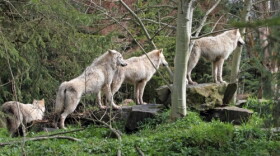 Yearling wolves in Woodland Park's Northern Trail exhibit