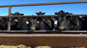 FILE - Beef cows gather at the Diamond J Angus Ranch, March 31, 2026 near Mandan, N.D. (AP Photo/Jack Dura, File)