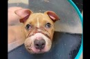 abused dog