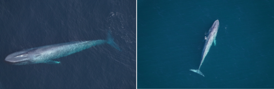 (LEFT) A blue whale seen by the New England Aquarium’s aerial survey team over Northeast Canyons and Seamounts Marine National Monument on Feb. 27, 2026. (RIGHT) One of two blue whales sighted over southern New England waters on Feb. 28, 2026.