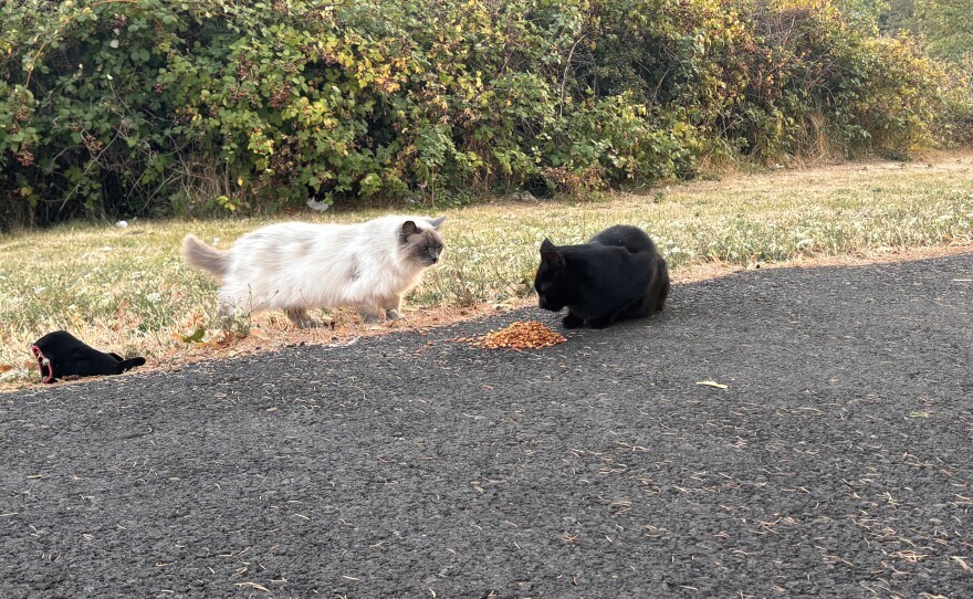 Feral cats belonging to a colony in Eugene on Aug 2, 2026.