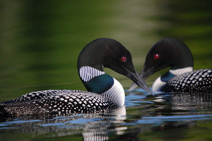 Two Loons