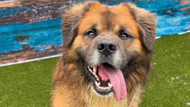 Dog sitting with tongue hanging out of the side of its mouth.