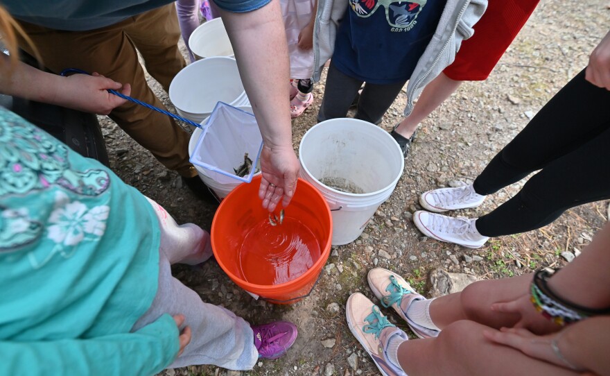 Students count the trout that will be moved to the creek in buckets.