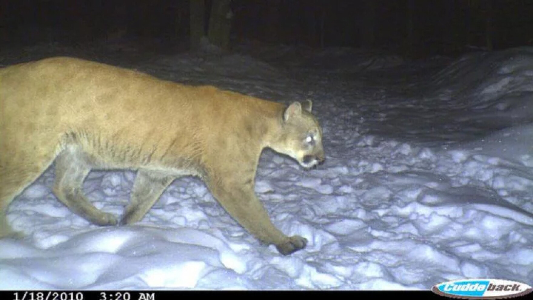 Wildlife biologist breaks down mountain lion sightings in CT Vermont