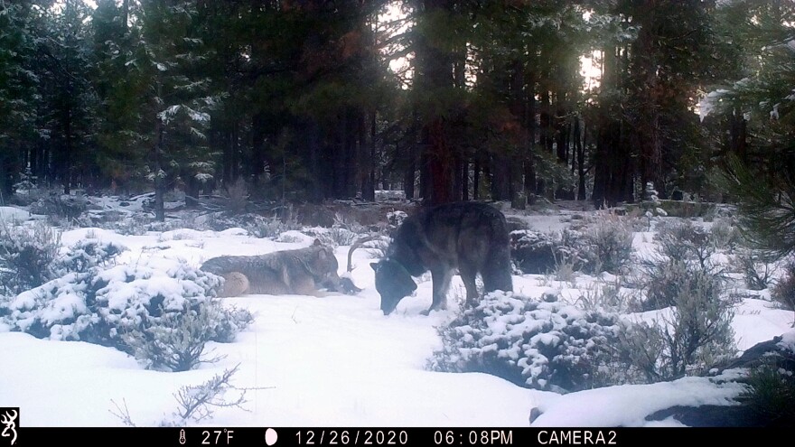The wolf known as OR-85 photographed on a trail camera in December with another unidentified wolf.