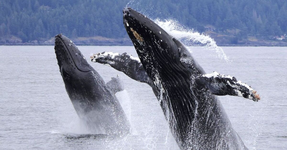 Music by Request for January 3 & 4, 2026