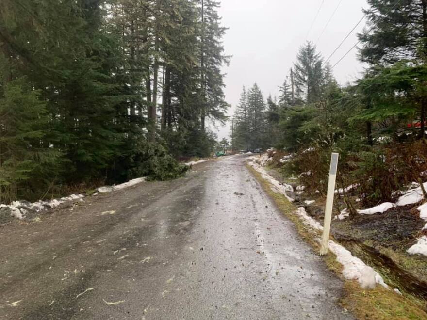 a wet road with tall spruce trees arouund