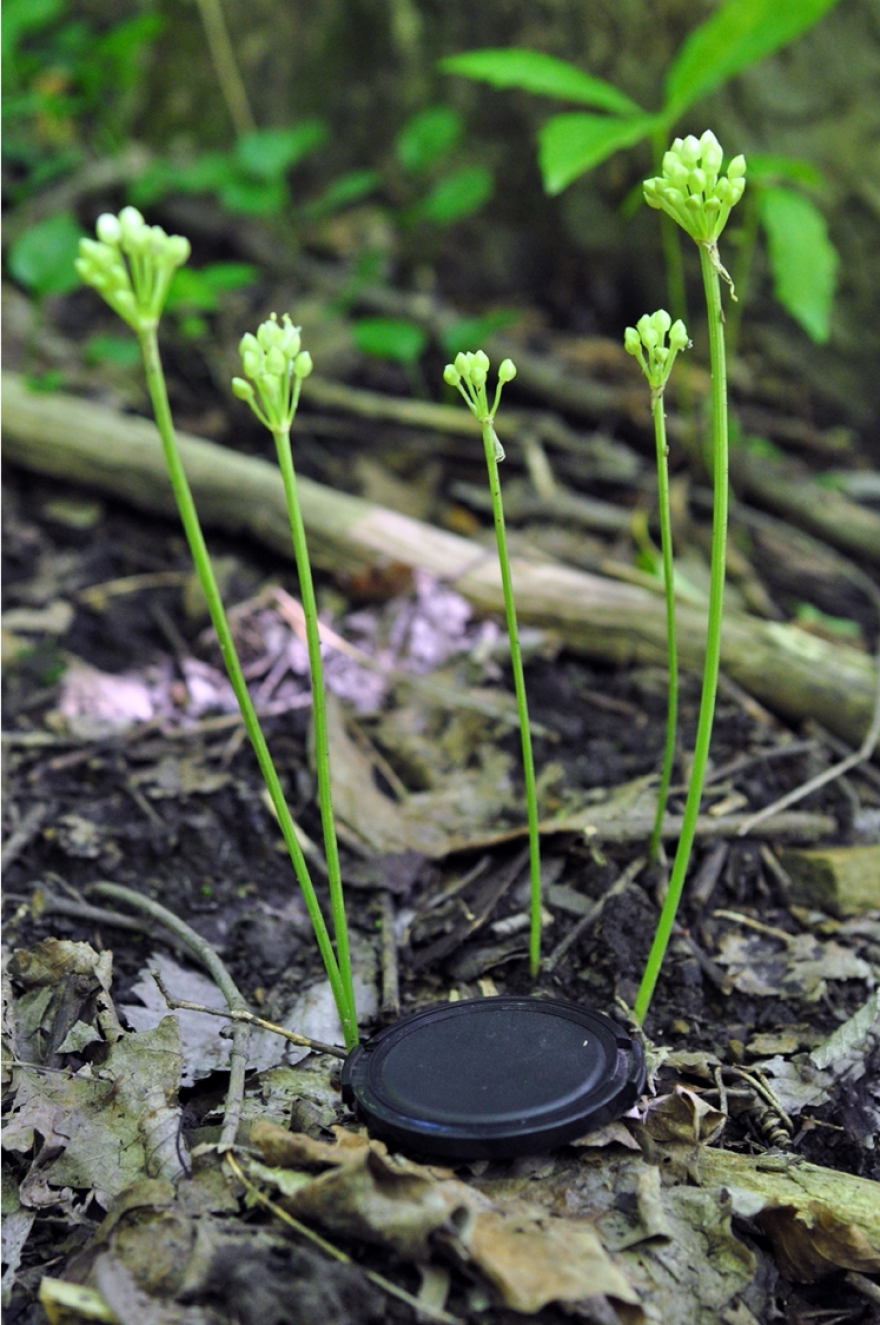 Allium burdickii, The Other Ramp West Virginia Public Broadcasting