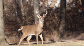 Stock photo of a white tail deer