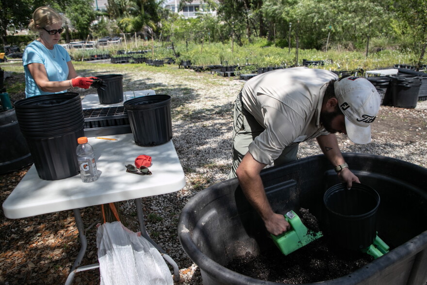 Sam Amodeo, a conservation associate at the Naples Botanical Garden, works with Cindy Withorn of the Collier Community Foundation to plant the grasses that were collected on Keewaydin Island on Wednesday, March 27, 2024.
