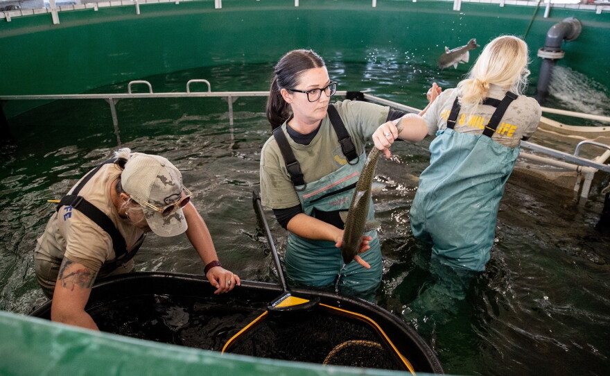 Jessi Fleming, 35, of Sanger, center, Summer Day, 32, of Fresno, left, and Elaine Walstrom, 60, of Fresno, right, work to identify broodstock salmon that will be utilized in the spawning process at the Salmon Conservation and Research Facility in Friant, Calif., on Sept. 23, 2026.