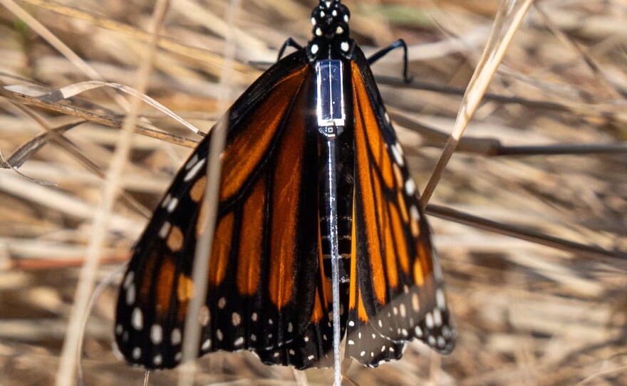 A monarch butterfly is fitted with a BluMorpho tracker on Sept. 5, 2026, at Oaks Bottom Wildlife Refuge in Portland, Ore.