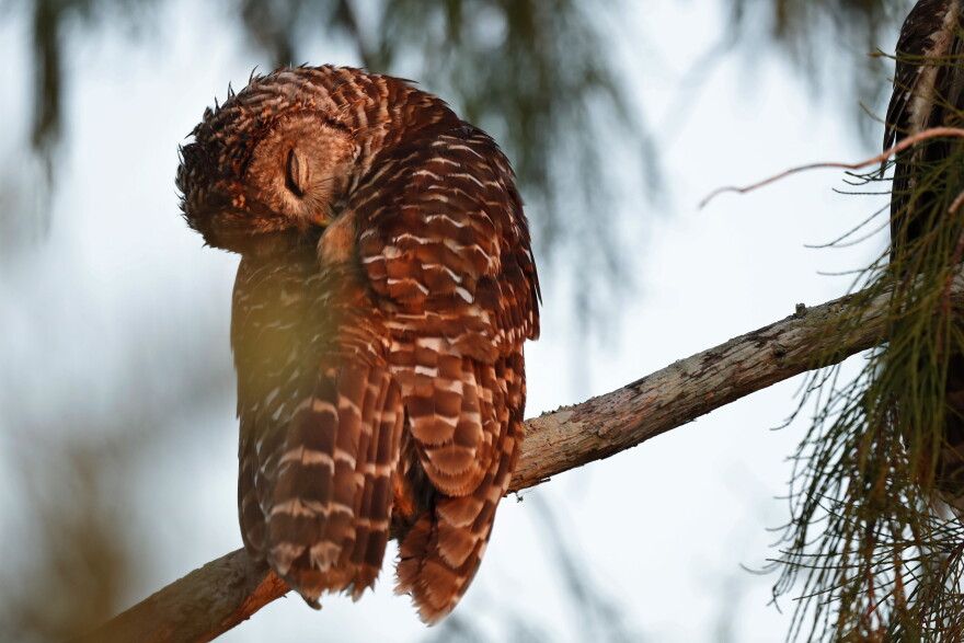 In this Monday, Oct. 21, 2019 photo, a barred owl rests at dawn in Everglades National Park near Flamingo, Fla.