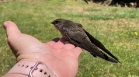 One of the approximately one thousand swifts which was rescued from the chimney of a Montectio home